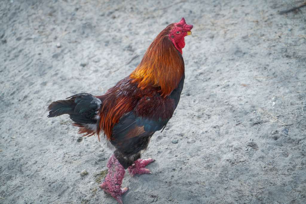 ¿Cuánto valen los gallos más caros del mundo?