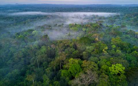 Grupos armados se estarían financiando con proyectos de bonos de carbono en Colombia