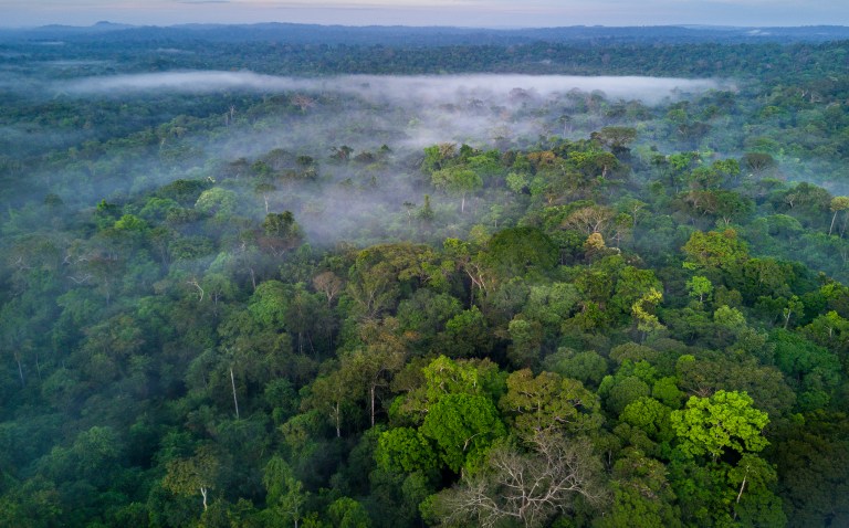 Grupos armados se estarían financiando con proyectos de bonos de carbono en Colombia