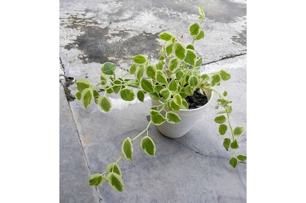 Peperomia Serpens