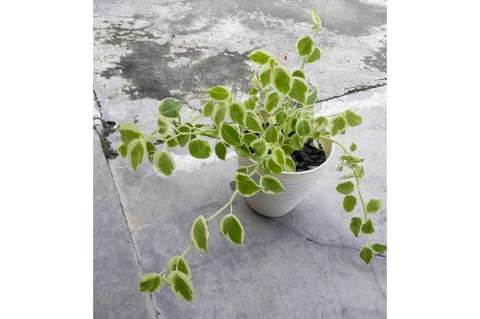 La planta de vinagre: así puede cultivarla en casa