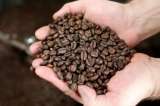 Colombia busca perfilarse como pionero en producción de café de alta calidad
