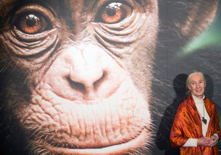 La historia de Jane Goodall, la defensora de los chimpancés y de la naturaleza