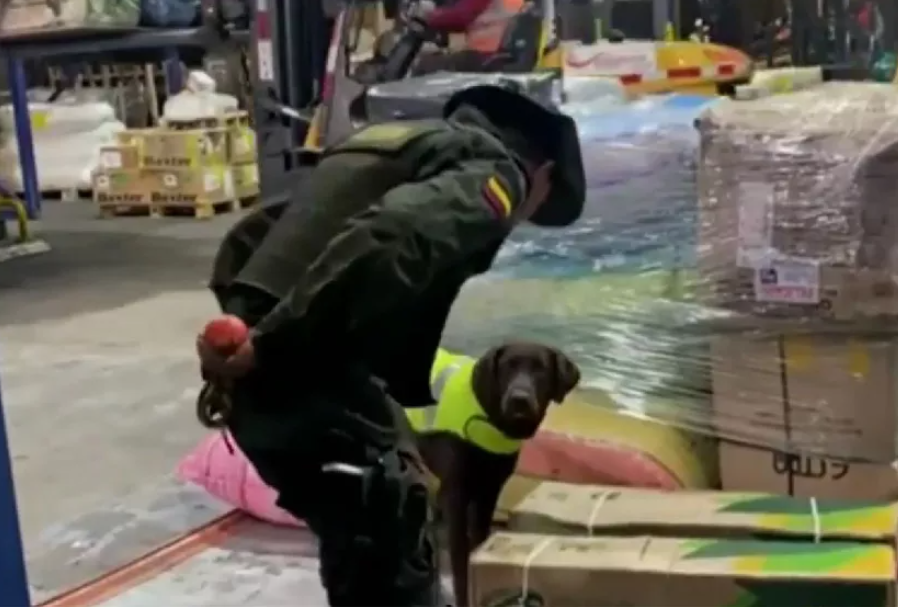 Fontibón: Perro antinarcótico identifica 44 kilos de cocaína en bodega.