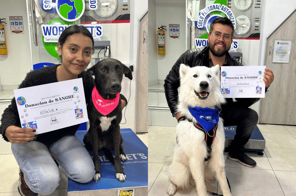 Donantes de cuatro patas: un gesto de solidaridad que salva vidas