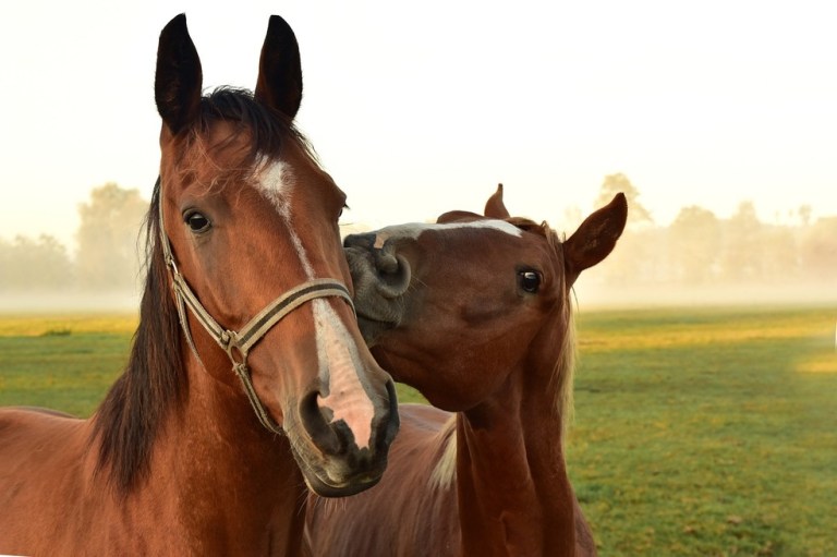 Convocatoria abierta para curso sobre bienestar de caballos, asnos y cebras