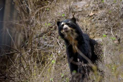 Avistamientos de osos de anteojos en Santander generan alerta por posible pérdida de hábitat