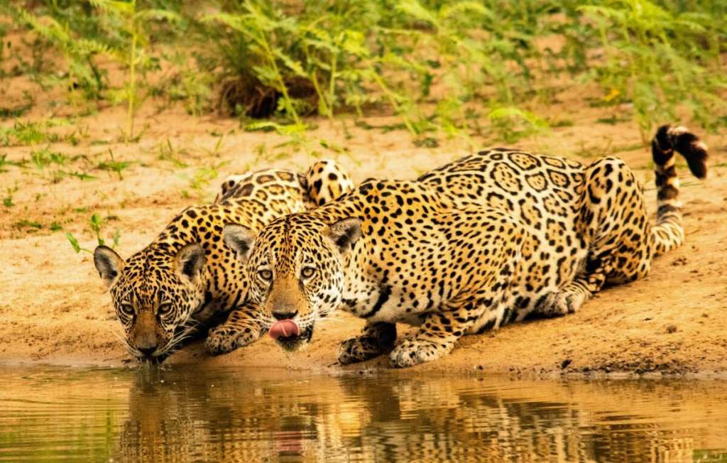 El jaguar habita 18 países del continente americano. / Carlos Eduardo Fragoso - WWF Brasil.