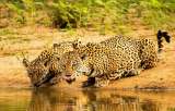 ¿Cuánto sabes del jaguar? El felino más grande del continente americano
