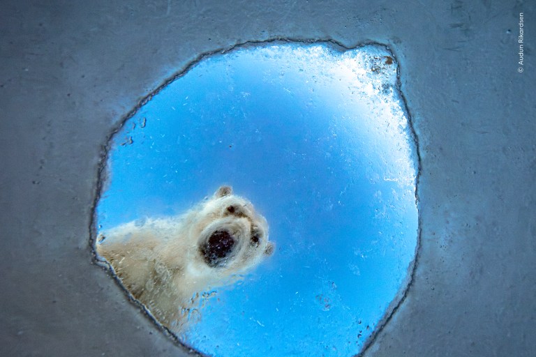 Las increíbles imágenes ganadoras del Wildlife Photographer of the Year 2026