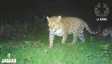 Lo que pasa cuando científicos y ganaderos se unen para salvar al jaguar en Colombia