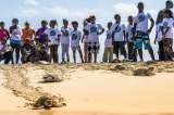 Las tortugas siguen regresando al mar