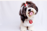 Nombres para perros: 10 ideas para que elijas un apelativo corto y sonoro