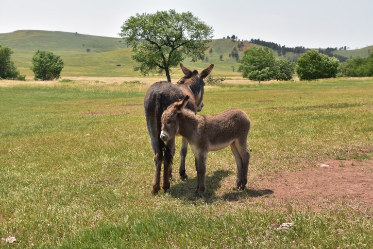 ¿Cómo se llama la cría de la burra y el caballo?