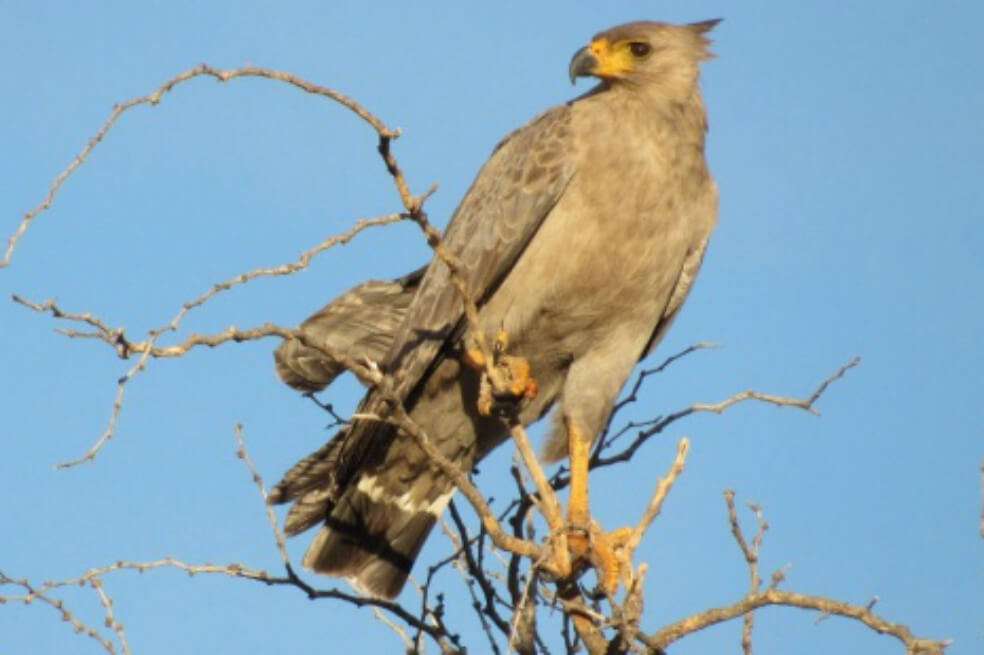 El águila coronada solo puede verse en el norte de Argentina. / Fotografía cedida por el Centro para el Estudio y Conservación de las Aves Rapaces en Argentina