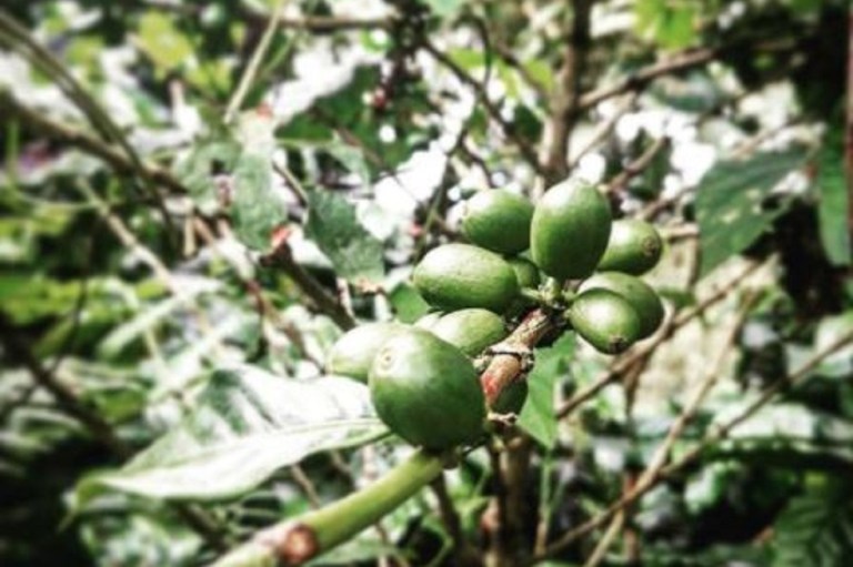 Cafeteros colombianos en alerta por cambio climático y falta de mano de obra