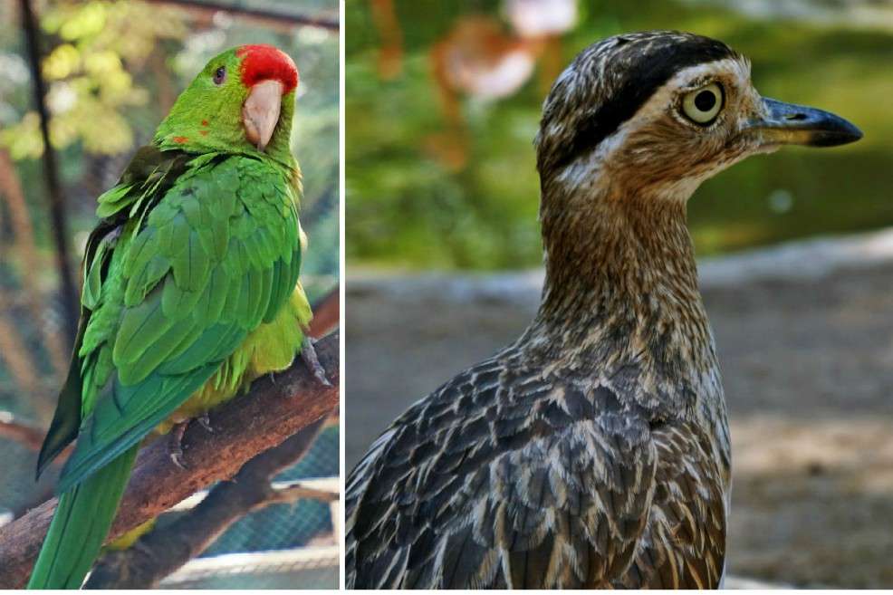 Un alcaraván y un perico frentirrojo fueron operados en Barranquilla. / Cortesía Zoológico de Barranquilla