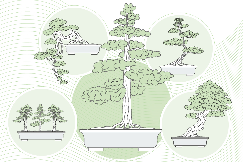 Bonsái, el arte del árbol en miniatura