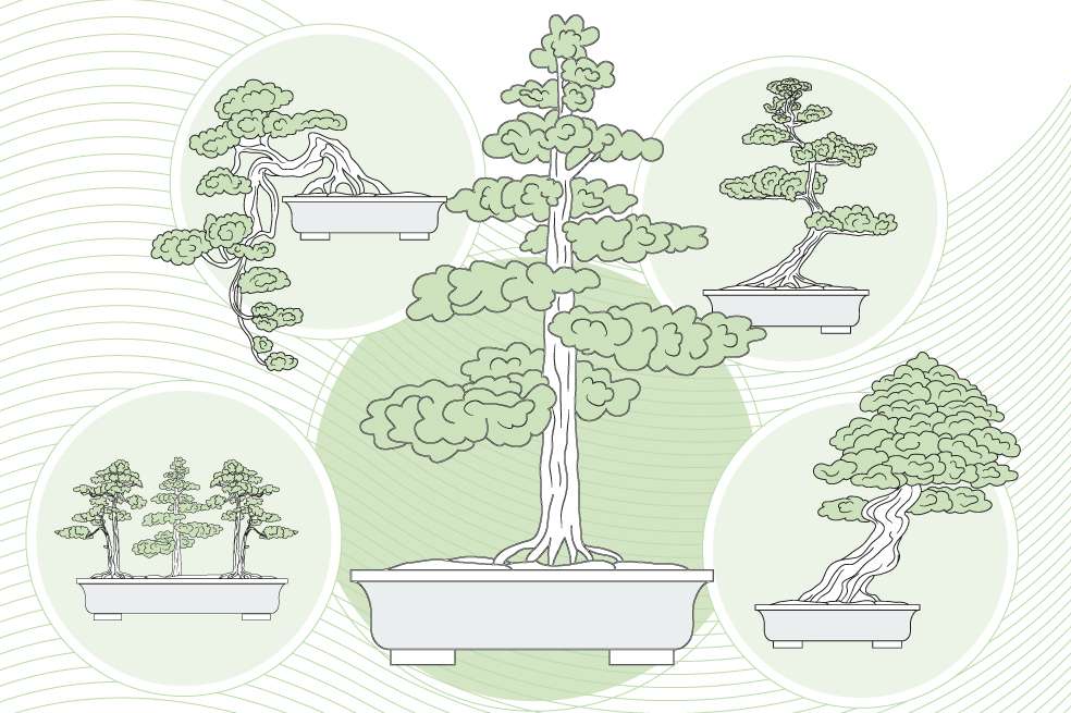 Bonsái, el arte del árbol en miniatura