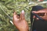 Marihuana recreativa, el punto de partida de una alianza en el Congreso