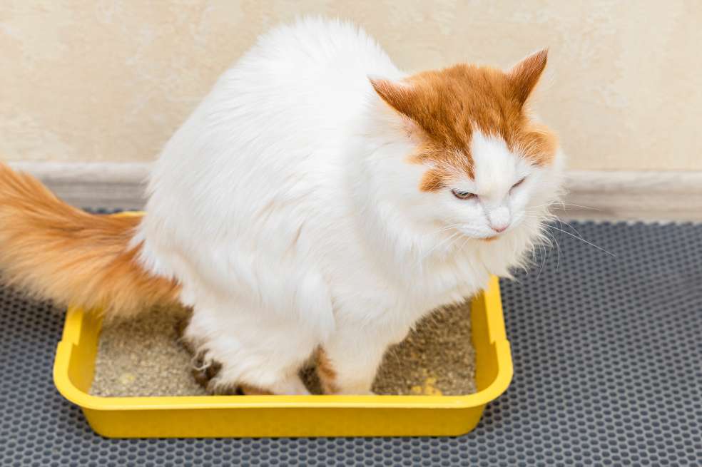 Arena para gatos