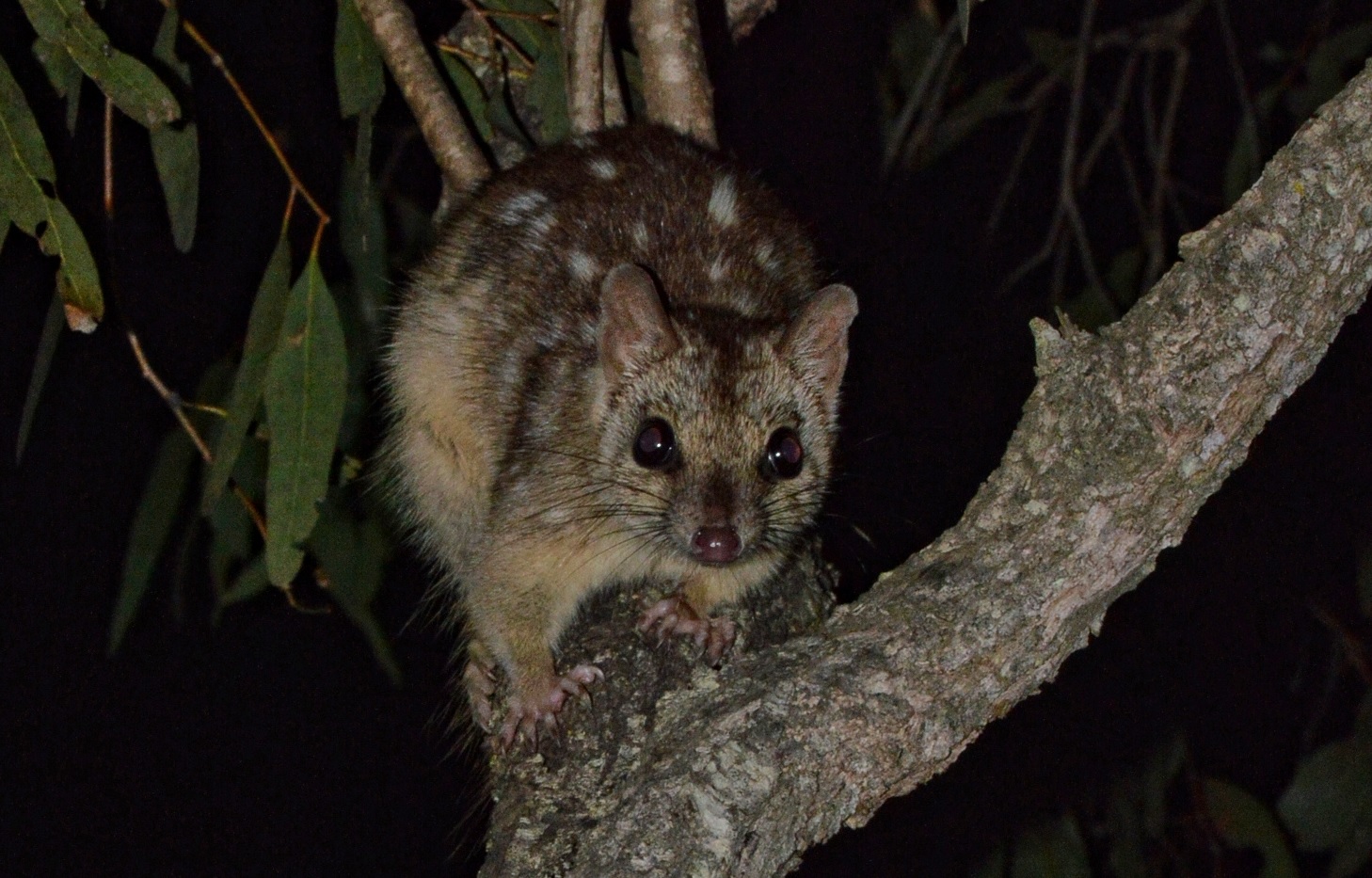 Imagen del "Dasyurus hallucatus".