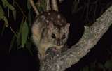 Estos marsupiales no duermen por tener sexo y eso los puede poner en riesgo