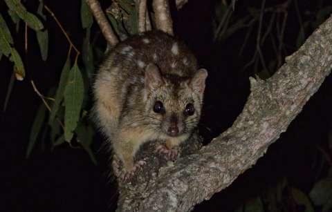 Estos marsupiales no duermen por tener sexo y eso los puede poner en riesgo
