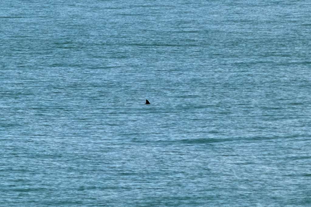 vaquitas marinas, especie en peligro de extinción