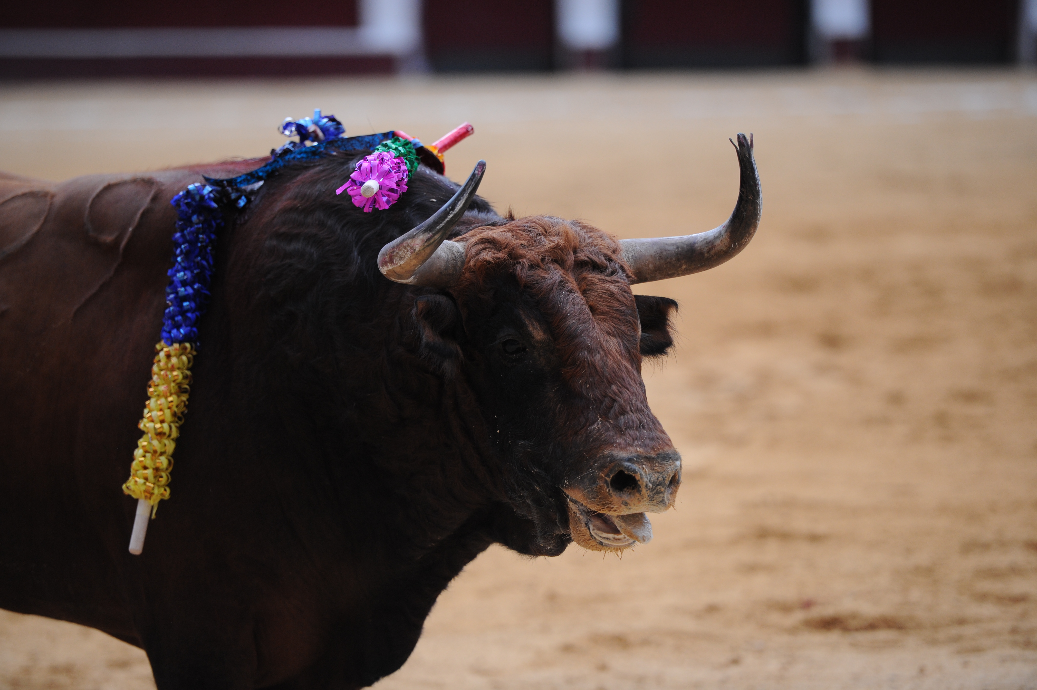Corrida de toros en la Plaza de Santamaría, rejoneadores, banderilleros y otros aspectos de esta.