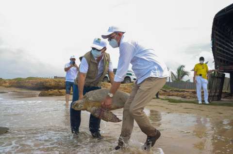 Liberan 31 tortugas marinas que fueron incautadas en La Guajira