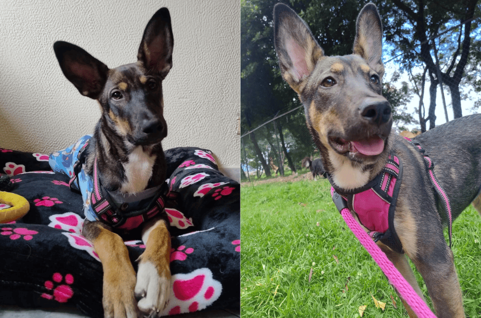 Conozca a Vicky: fue rescatada de la calle y está lista para ser parte de un hogar