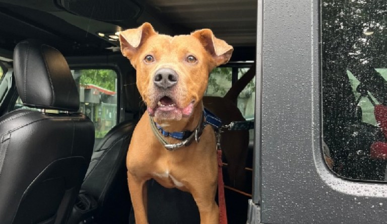 Rescatan a Superman, perro que perdió a su dueño durante las inundaciones en Texas