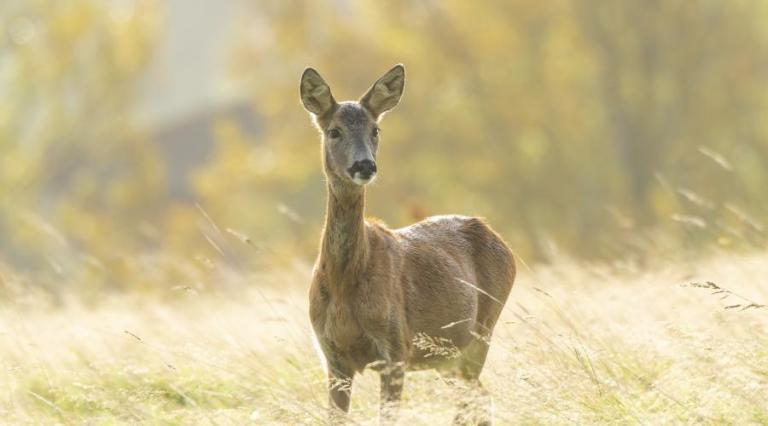 Escocia pagará a cazadores por matar ciervos como parte de su plan de conservación