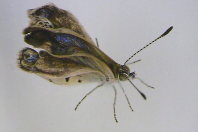 Mutaciones en mariposas por radiación en Fukushima