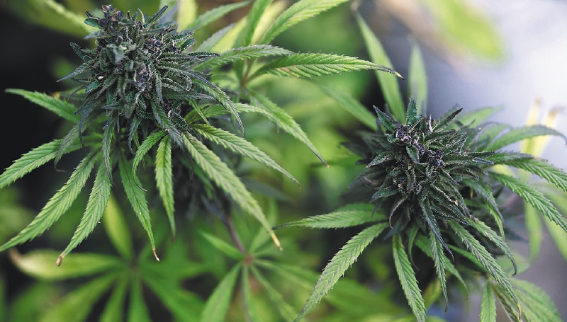 Esta semana, el presidente estadounidense Joe Biden anunció el perdón a los cerca de 6.500 condenados por posesión de cannabis que están en las cárceles de ese país.