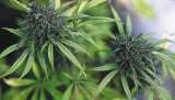 Regularización del cannabis de uso adulto, a debate en plenaria el próximo lunes