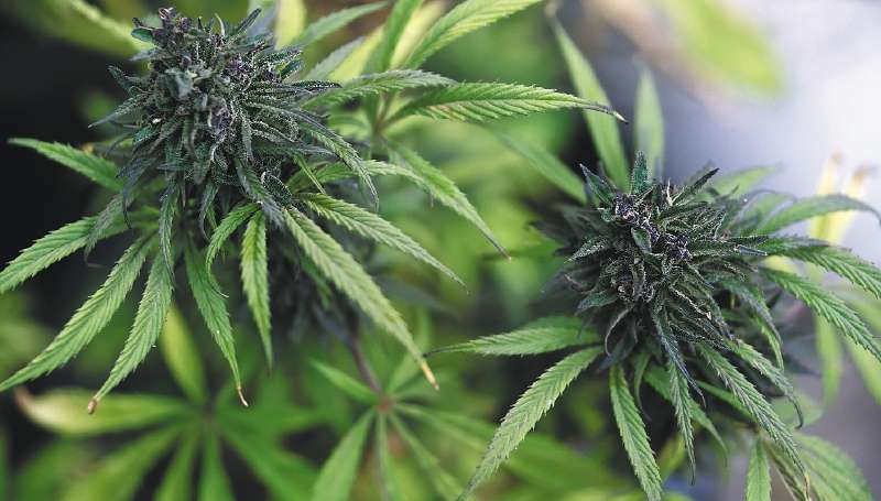 Bogotá(Colombia)13/09/2018. - Organización Huerta Rebelde, cultivo casero de marihuana. Foto Óscar Pérez