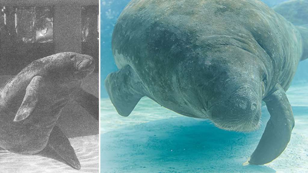 Se ha verificado que un manatí del Caribe ( Trichechus manatus ) llamado Romeo, que tiene al menos 71 años en 2026, es el manatí más viejo de la historia. /Guinness World Records