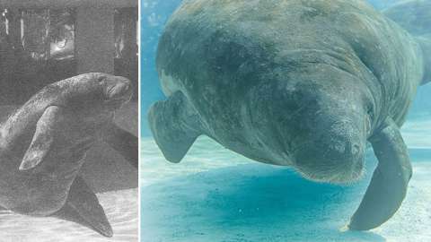 Este sería el manatí más viejo de la historia. Vive en un parque marino de Florida