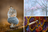 Close-Up Photographer of the Year 2023: las increíbles fotos del mundo en miniatura