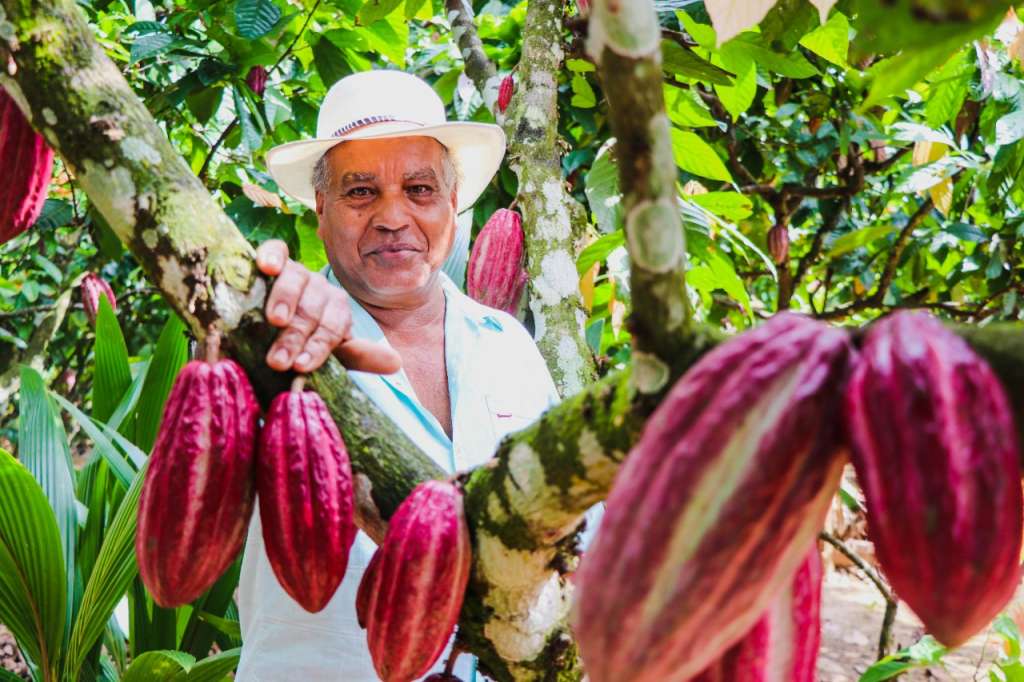 El cacao ha sido una alternativa para las regiones más afectadas por el conflicto armado. / ART