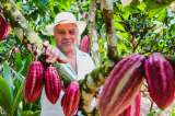 Cacao grano de oro, con sabor y aroma a paz