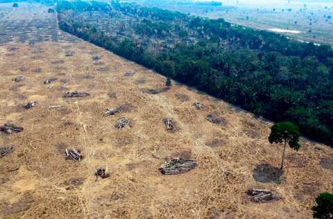La deforestación en la Amazonía brasileña se disparó en octubre