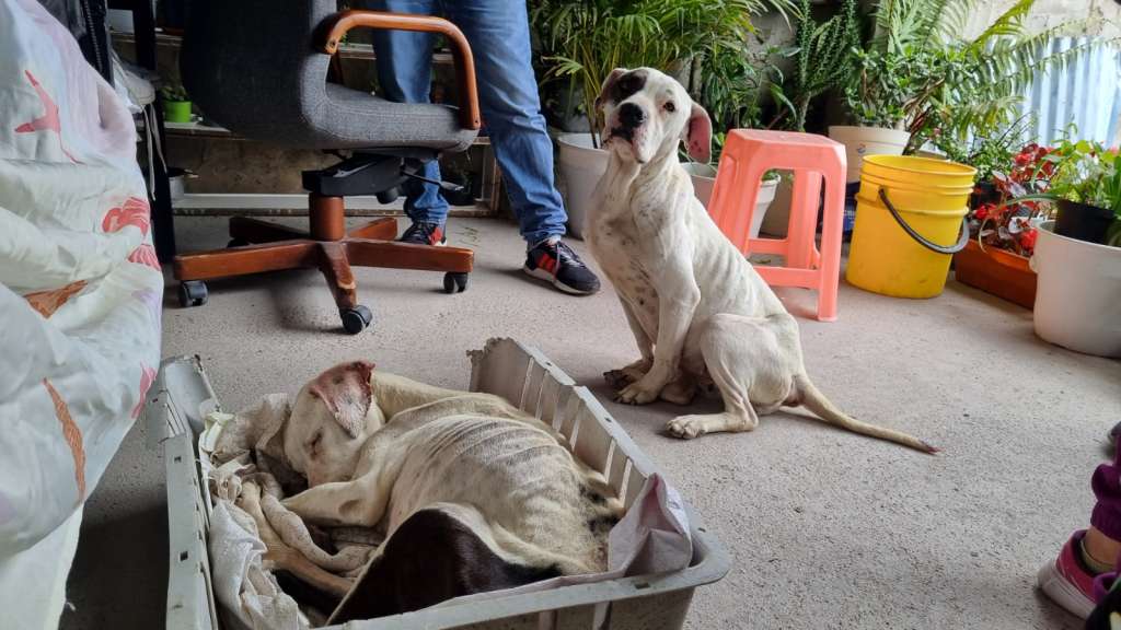 Las dos perritas vivían bajo condiciones deficientes de bienestar animal.