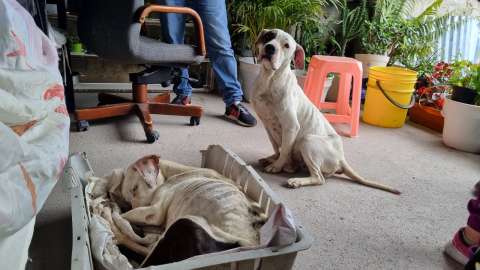Rescatan a Milanita y Milú: dos perras que, al parecer, eran maltratadas en Bogotá