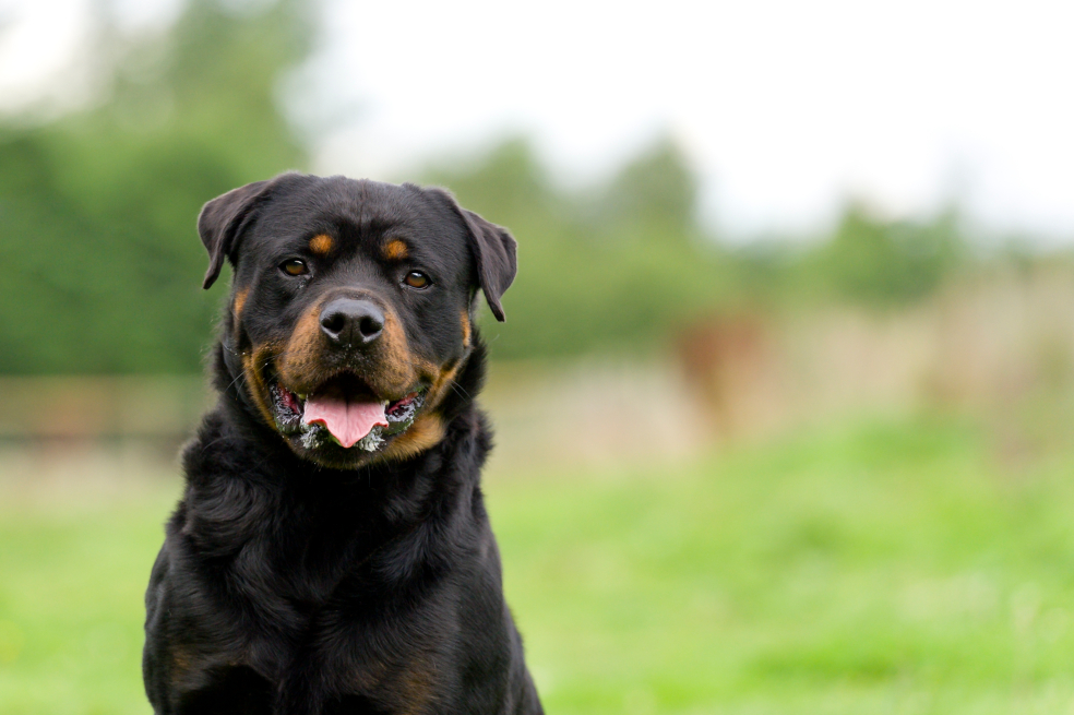 El Rottweiler es una de las razas de manejo especial que deben registrarse.