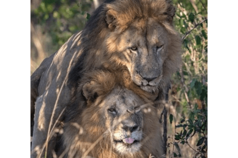 A propósito de los leones de Kenia: homosexuales hay en todas las especies animales