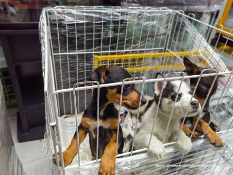 Sellaron e impusieron comparendos a locales que vendían mascotas en el Restrepo