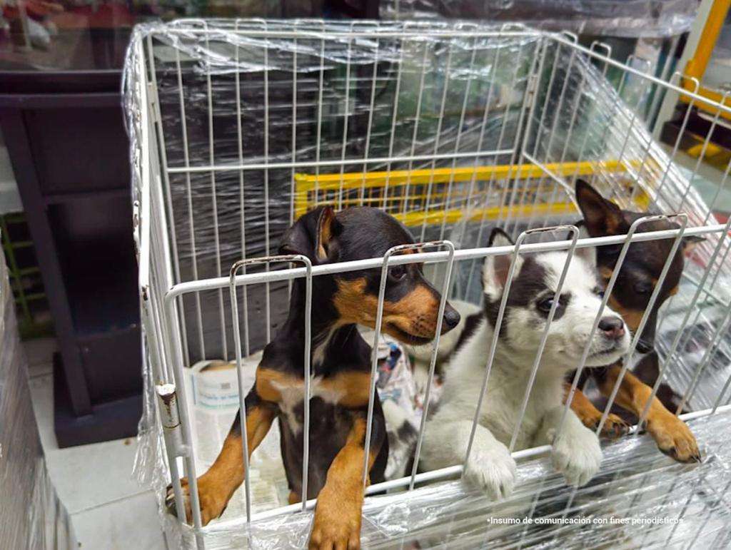 Dos de los caninos que fueron rescatados murieron por neumonía y desnutrición.